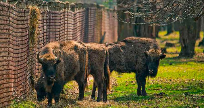 Приокско-Террасный заповедник