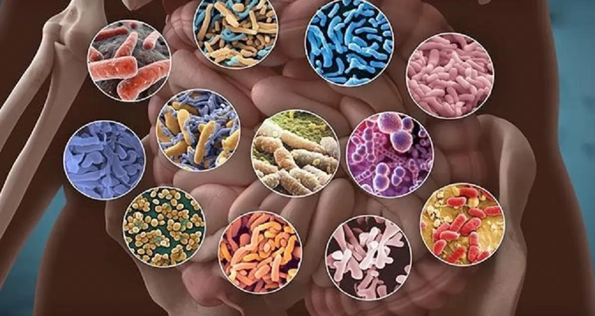 Сладостный организм. Микробиом (микробиота). Кишечная микробиота. Микробиом кишечника. Микрофлора микробиом микробиота.