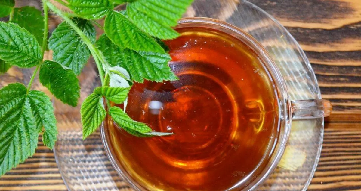Настоенный или настоянный чай. Чай из листьев малины. Отвар из малины. Чай с листьями смородины. Чай из малиновых листьев.